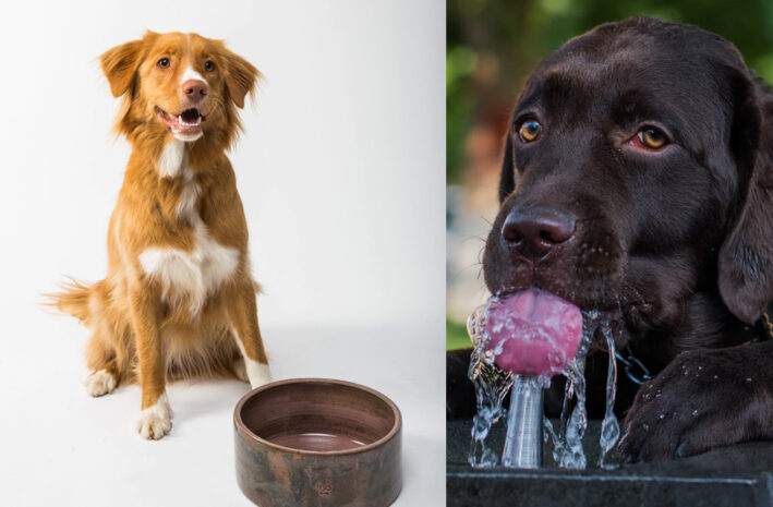 Beste honden drinkbak